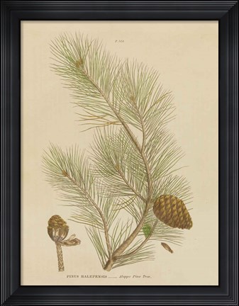 Framed Herbal Botanical XIII Print