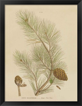 Framed Herbal Botanical XIII Print