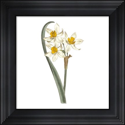 Framed Monument Etching Tile Flowers VIII Print