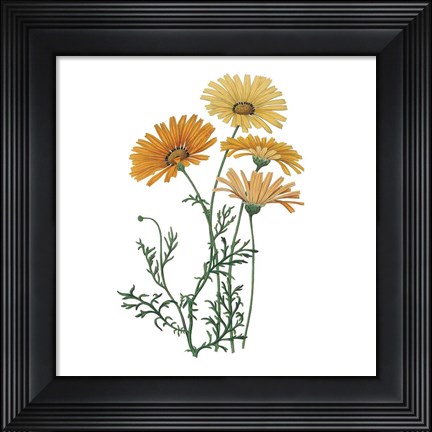 Framed Monument Etching Tile Flowers II Print