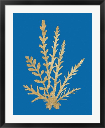 Framed Pacific Sea Mosses III Blue Print