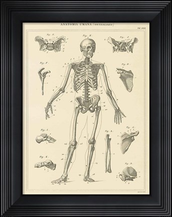 Framed Skeleton Chart Print
