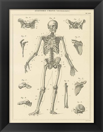 Framed Skeleton Chart Print