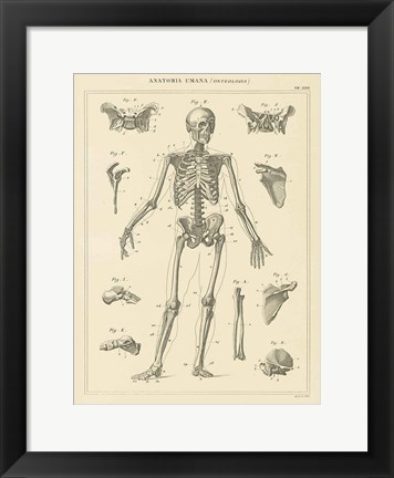 Framed Skeleton Chart Print