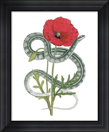 Framed Natural Beauty I Print