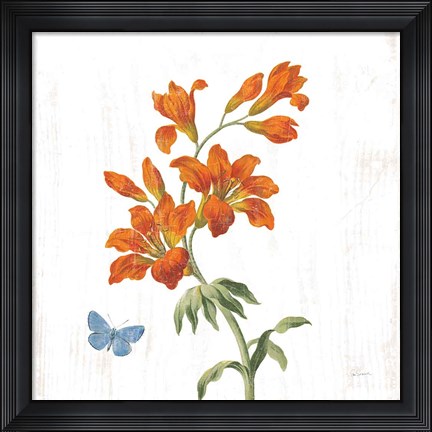 Framed White Barn Flowers VII Sq Print