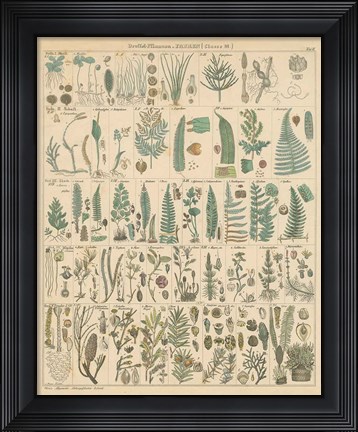 Framed Fern Chart Print