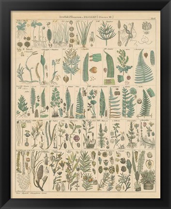 Framed Fern Chart Print