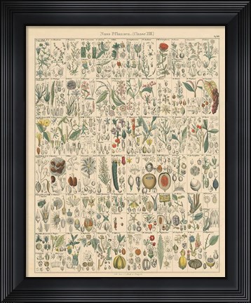 Framed Flora Chart II Print