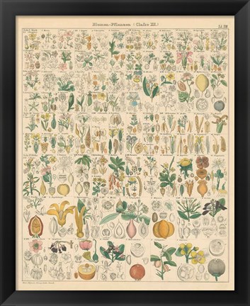 Framed Flora Chart I Print
