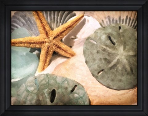 Framed Sand Dollars And Starfish Print