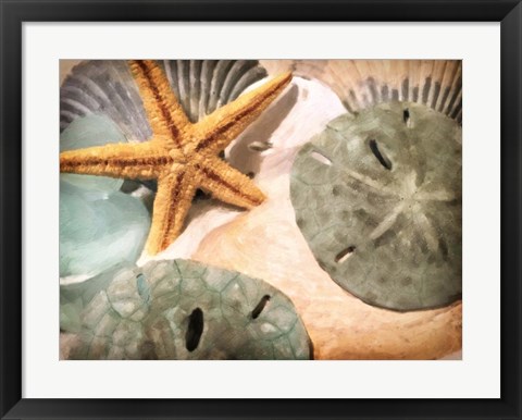 Framed Sand Dollars And Starfish Print