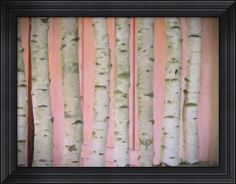 Framed Birch Logs On Pink Print
