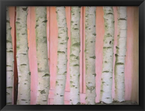 Framed Birch Logs On Pink Print