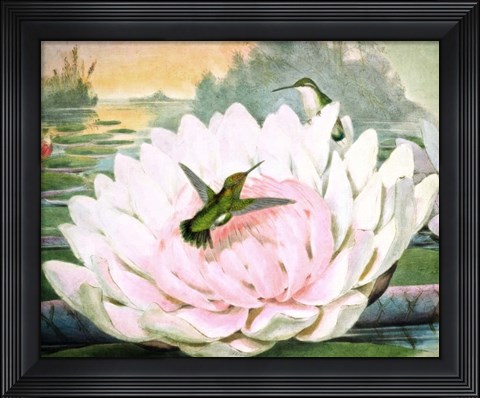 Framed Emerald Hummingbirds Print