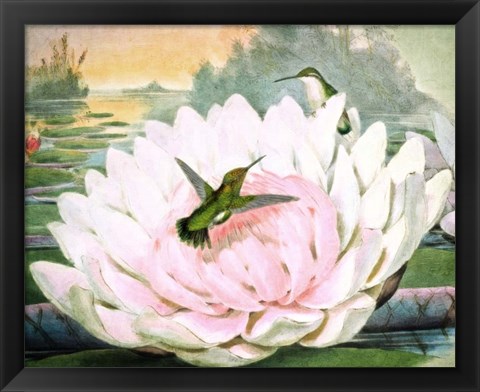 Framed Emerald Hummingbirds Print