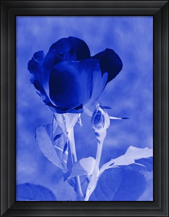 Framed Cobalt Rosebud Print