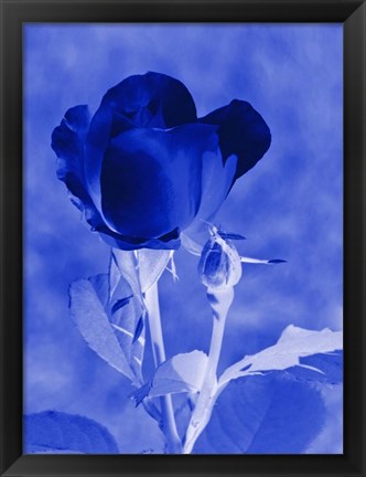 Framed Cobalt Rosebud Print