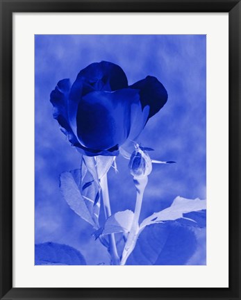 Framed Cobalt Rosebud Print