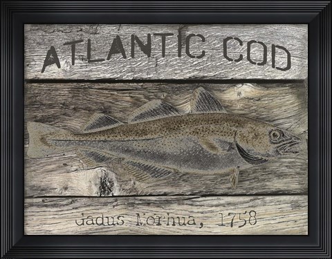 Framed Atlantic Cod Print