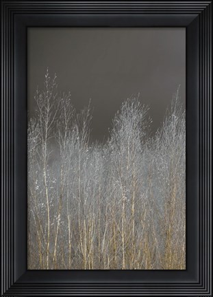 Framed Silver Forest I Print