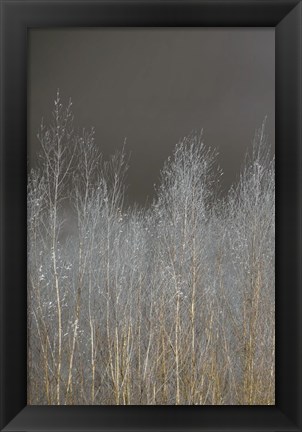 Framed Silver Forest I Print