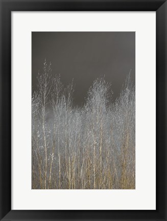 Framed Silver Forest I Print