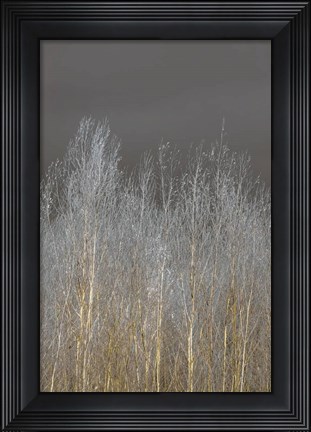 Framed Silver Forest II Print