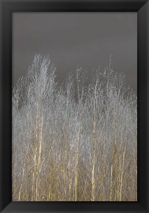 Framed Silver Forest II Print