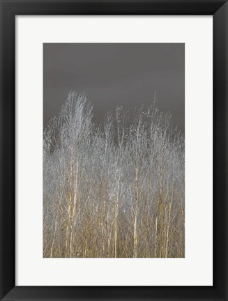 Framed Silver Forest II Print