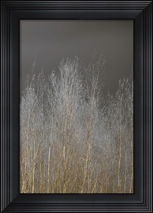 Framed Silver Forest III Print