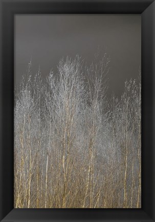 Framed Silver Forest III Print