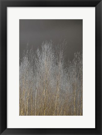 Framed Silver Forest III Print