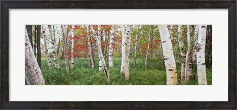 Framed White Birch Trees In Wild Gardens Of Acadia, Acadia National Park, Maine Print