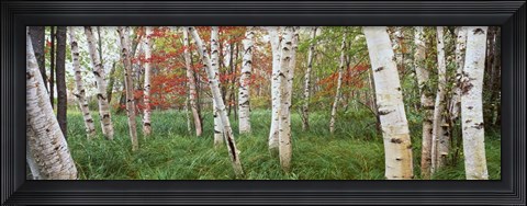 Framed White Birch Trees In Wild Gardens Of Acadia, Acadia National Park, Maine Print