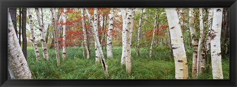 Framed White Birch Trees In Wild Gardens Of Acadia, Acadia National Park, Maine Print