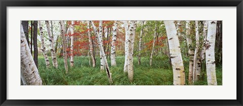 Framed White Birch Trees In Wild Gardens Of Acadia, Acadia National Park, Maine Print