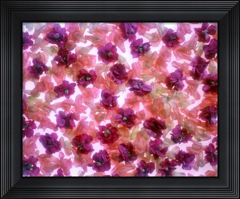 Framed Full Frame Of Pink And Purple Flowers Print