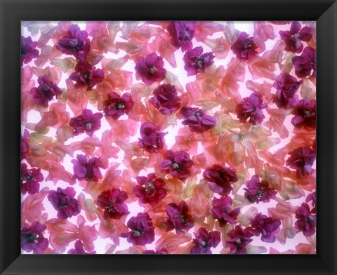 Framed Full Frame Of Pink And Purple Flowers Print