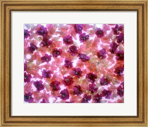 Framed Full Frame Of Pink And Purple Flowers Print