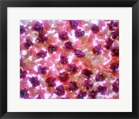 Framed Full Frame Of Pink And Purple Flowers Print