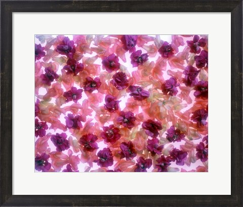 Framed Full Frame Of Pink And Purple Flowers Print