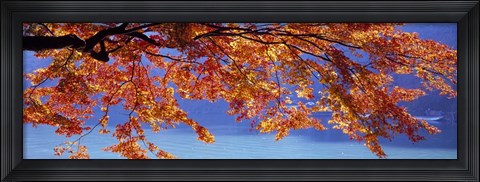 Framed Autumn Leaves, Hozu River, Kyoto City, Japan Print