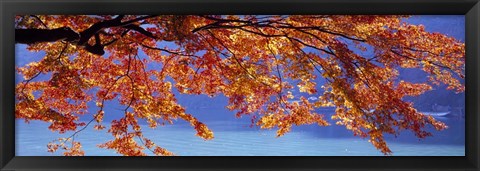 Framed Autumn Leaves, Hozu River, Kyoto City, Japan Print