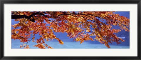 Framed Autumn Leaves, Hozu River, Kyoto City, Japan Print