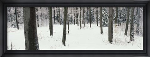 Framed Chestnut Ridge Park Orchard Park NY Print