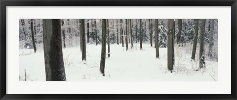 Framed Chestnut Ridge Park Orchard Park NY Print