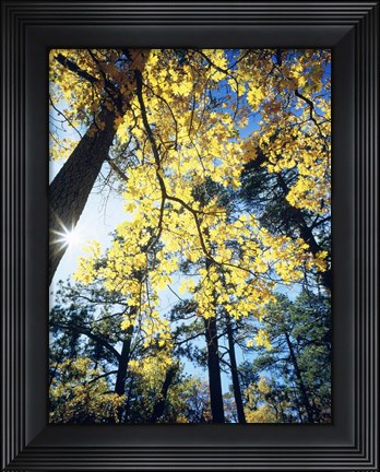 Framed Autumn Trees CA Print
