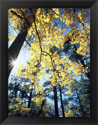 Framed Autumn Trees CA Print