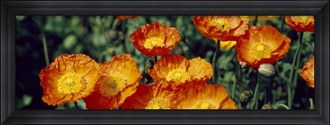Framed Poppies In Bloom, Japan Print